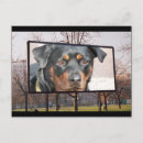 Search for rottweiler stuff postcards Rottweiller