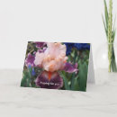 Search for understand cards Comfort