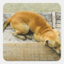 Search for sleeping dog stickers Outdoors