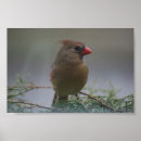Search for female cardinal art Photography