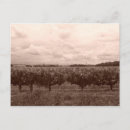 Search for vineyard postcards Tourism