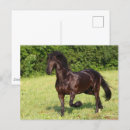Search for friesian postcards Black