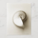 Search for two shells postcards Nautilus