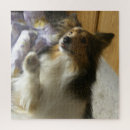Search for shetland sheepdog puzzles Collie