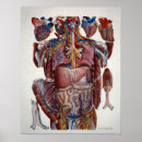 Search for lung anatomy art Heart