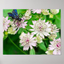 Search for the wasp posters Flower