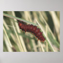 Search for crawling posters Red