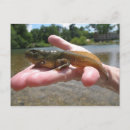 Search for tadpole postcards Toad
