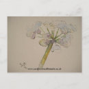 Search for parsley postcards Flower