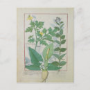 Search for medicinal plants postcards Robinet