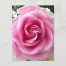 Search for rose bloom postcards Beautiful