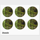 Search for rainforests stickers For kids