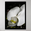 Search for silk posters Flowers