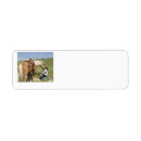 Search for gelding Western