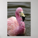 Search for captive posters Nobody