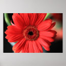 Search for gerber daisies art Flowers