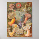 Search for haeckels posters Sea