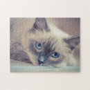 Search for ragdoll cats puzzles Animals