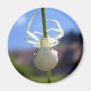 Search for arachnids magnets Spider