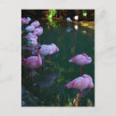 Search for flamingo picture postcards Pink