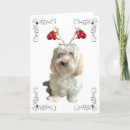 Search for havanese christmas cards Dog