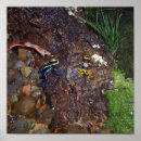 Search for poison dart frog posters Nature