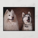 Search for samoyed postcards White