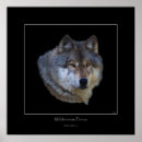 Search for grey wolf art Wildlife