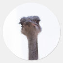 Search for ostrich stickers Animal