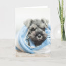 Search for looking at camera cards Puppy