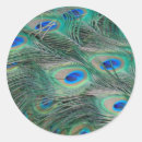 Search for peacock feathers stickers Bright