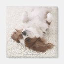 Search for belly square magnets Cute