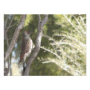 Search for flicker art Northern