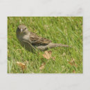 Search for sparrows postcards Animal