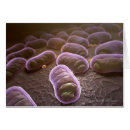 Search for microscopic postcards Bacterium