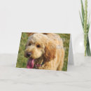 Search for folded postcards Pets