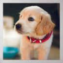 Search for cute golden retriever puppy posters Puppies