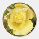 Search for rosebud magnets Yellow