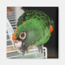 Search for parrot magnets Birds