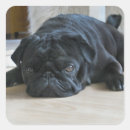 Search for cute black pug stickers Puppy