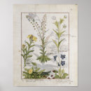 Search for herbals posters Healing