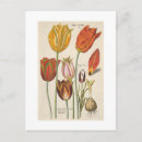 Search for flower bulbs postcards Botanical