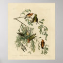 Search for audubon birds posters Lithograph
