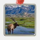 Search for elk christmas tree decorations Nature