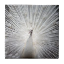 Search for black white peacock decor Peafowl