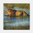 Search for animal crossing magnets Horizontal