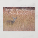 Search for apache postcards Animal