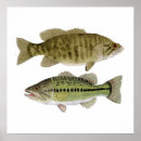 Search for largemouth posters Smallmouth