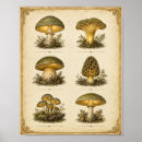Search for mycology posters Dark academia