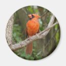 Search for pretty bird magnets Birds